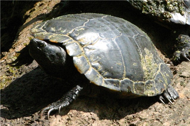 Care Sheet Red Ear Slider